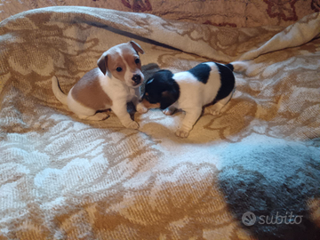 Cuccioli di Jack Russell