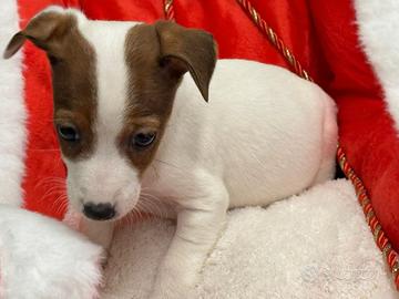 Jack Russell