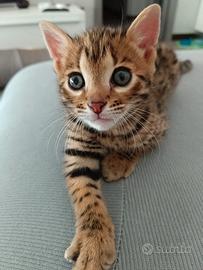 Gatto bengala
