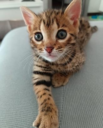 Gatto bengala