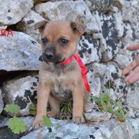 Ambra e Aki cuccioli in adozione