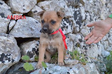 Ambra e Aki cuccioli in adozione