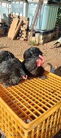 Galline cocincina nana