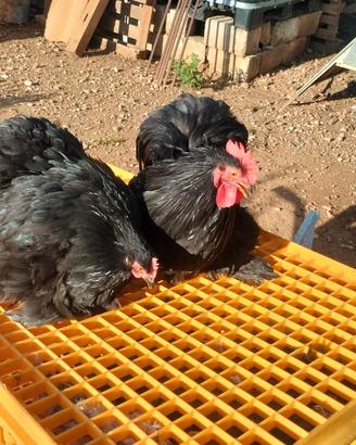 Galline cocincina nana
