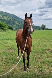 Cavallo