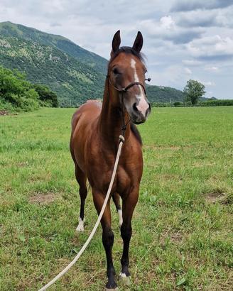 Cavallo