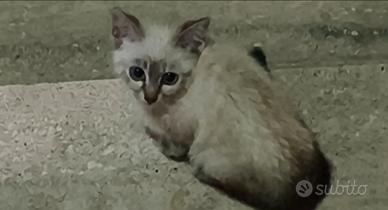 Gattino Bianco