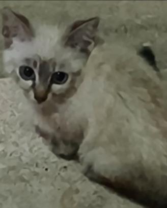 Gattino Bianco