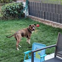 Amstaff
