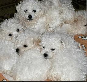 Cuccioli di bolognese