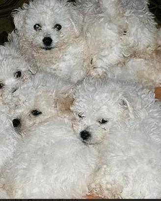 Cuccioli di bolognese
