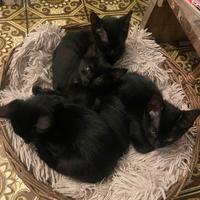Cuccioli di gatto nero - Trento