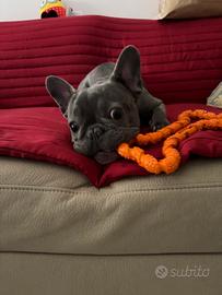 Bulldog Francese femmina