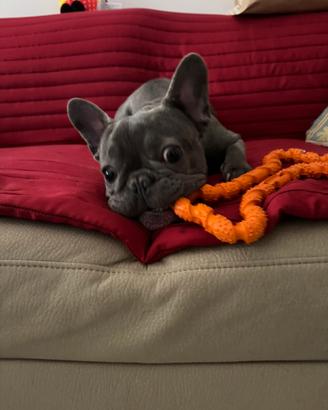Bulldog Francese femmina