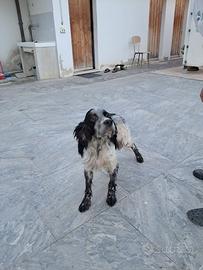 Si regala cane setter inglese da compagnia
