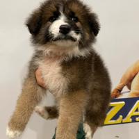 Cucciolo Caucasian Collie