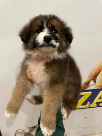 Cucciolo Caucasian Collie