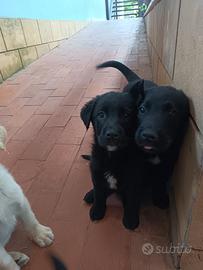Labrador Retriever mix Border Collie