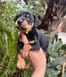 Pincher Cucciolo