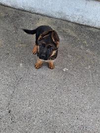 Cucciola di pastore tedesco con pedigree