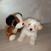 Maltipoo