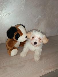 Maltipoo