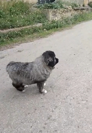 Pastore del Caucaso taglia gigante