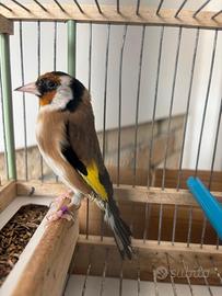 Cardellino Agostegno