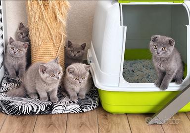 Cuccioli di SCOTTISH blue e lilac