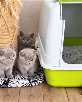 Cuccioli di SCOTTISH blue e lilac