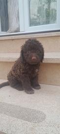 Cucciolo di lagotto romagnolo