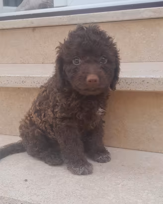 Cucciolo di lagotto romagnolo