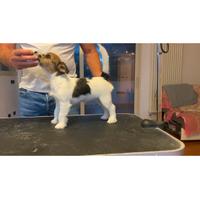 Cuccioli Jack russell terrier pelo ruvido