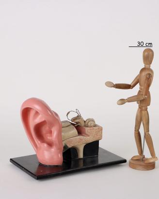 Modello Anatomico dell'Orecchio - Anni 40-50