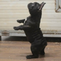 Cucciolo di bulldog francese