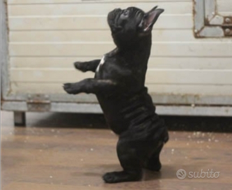 Cucciolo di bulldog francese