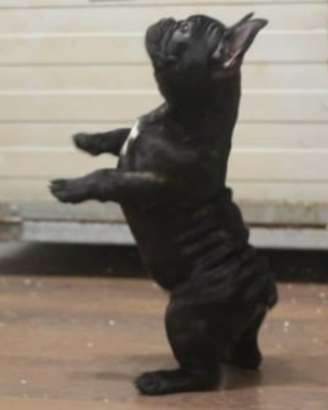 Cucciolo di bulldog francese