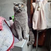 Gatto da monta
