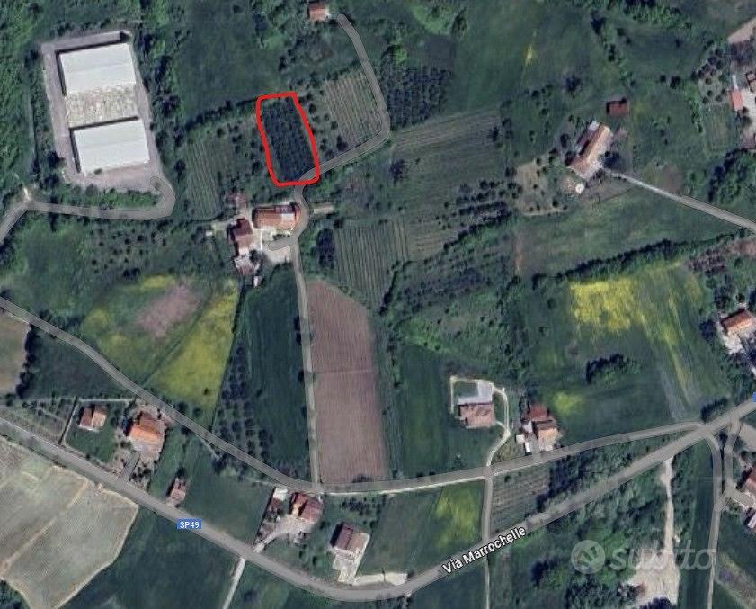 Terreno con ulivi adulti - Altro