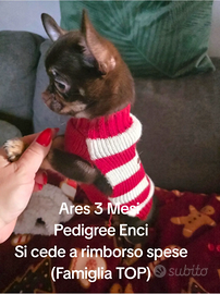 ARES CHIHUAHUACon Pedigree Enci