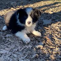 Cucciolo border collie bianco luna super top