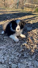 Cucciolo border collie bianco luna super top