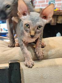 cuccioli di sphynx 