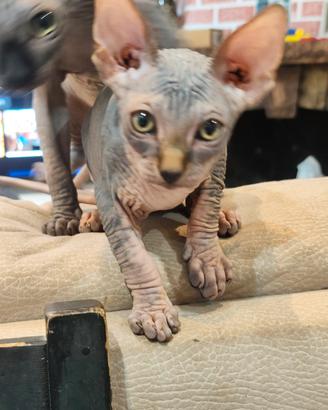 cuccioli di sphynx 