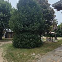 Albero adulto di Tasso (Taxus baccata) – 35