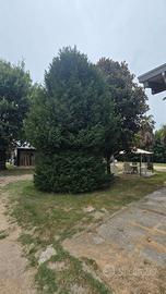 Albero adulto di Tasso (Taxus baccata) – 35