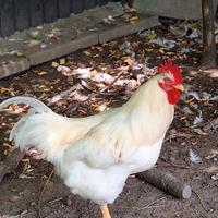 Galletti razze piemontesi e non solo