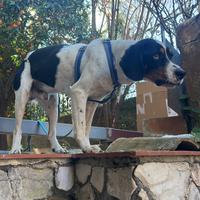 Di cani urgentemente anche separati