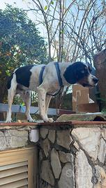 Di cani urgentemente anche separati