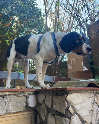 Di cani urgentemente anche separati